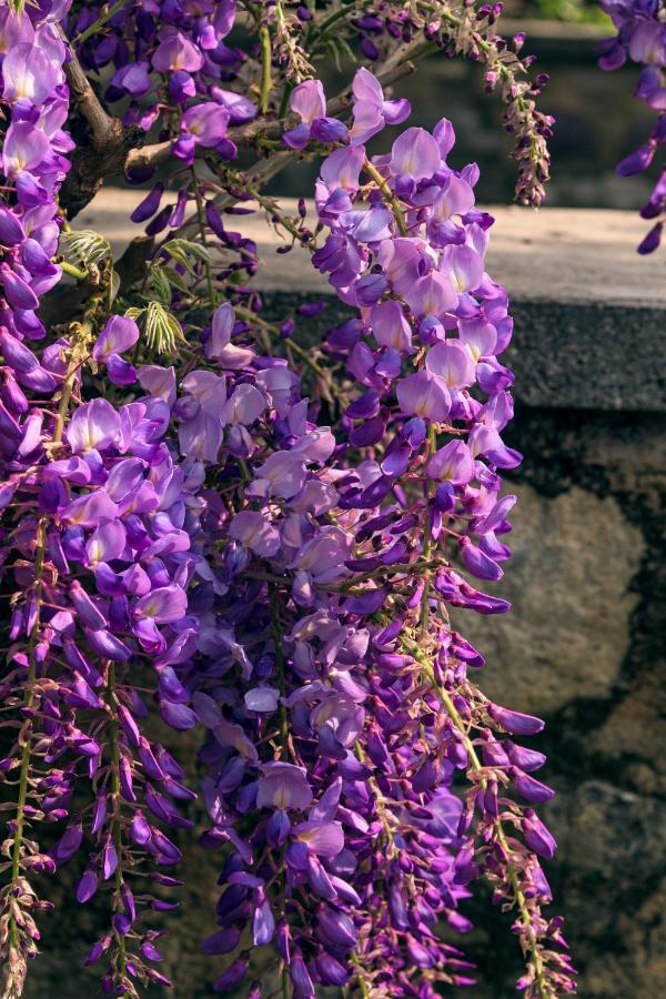 Il Glicine B&B Ristorante Cazzago San Martino Exteriér fotografie